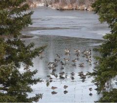 A Bookkeeper's Break - Geese on the ice in early November