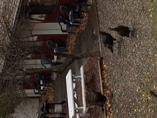 wild turkeys visit Radium