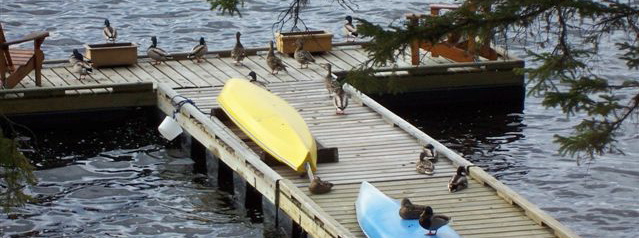 Ducks on Dock