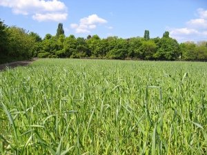 Alberta's AgriInvest Program