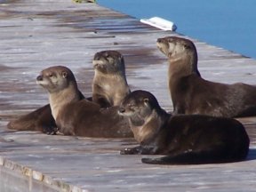 Otter enjoying the sun on a neighbour's dock at the lake.