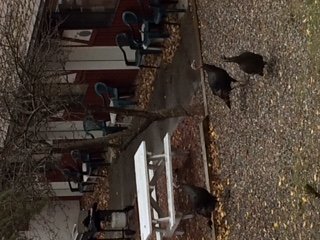 wild turkeys visit Radium